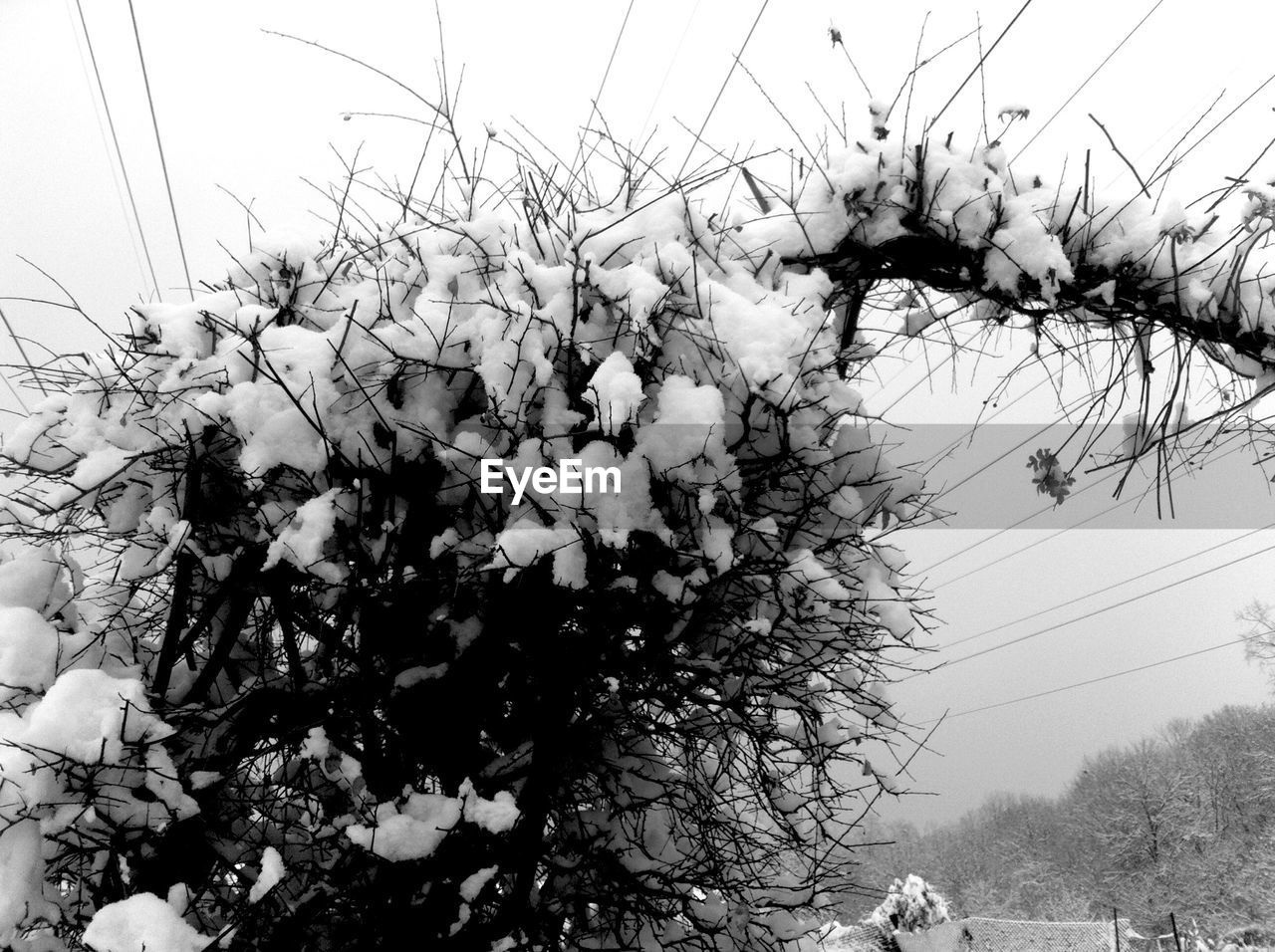 LOW ANGLE VIEW OF FLOWERS GROWING ON TREE