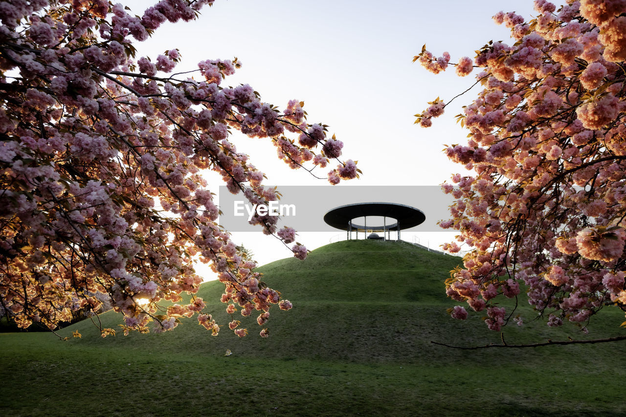 VIEW OF CHERRY BLOSSOM TREE