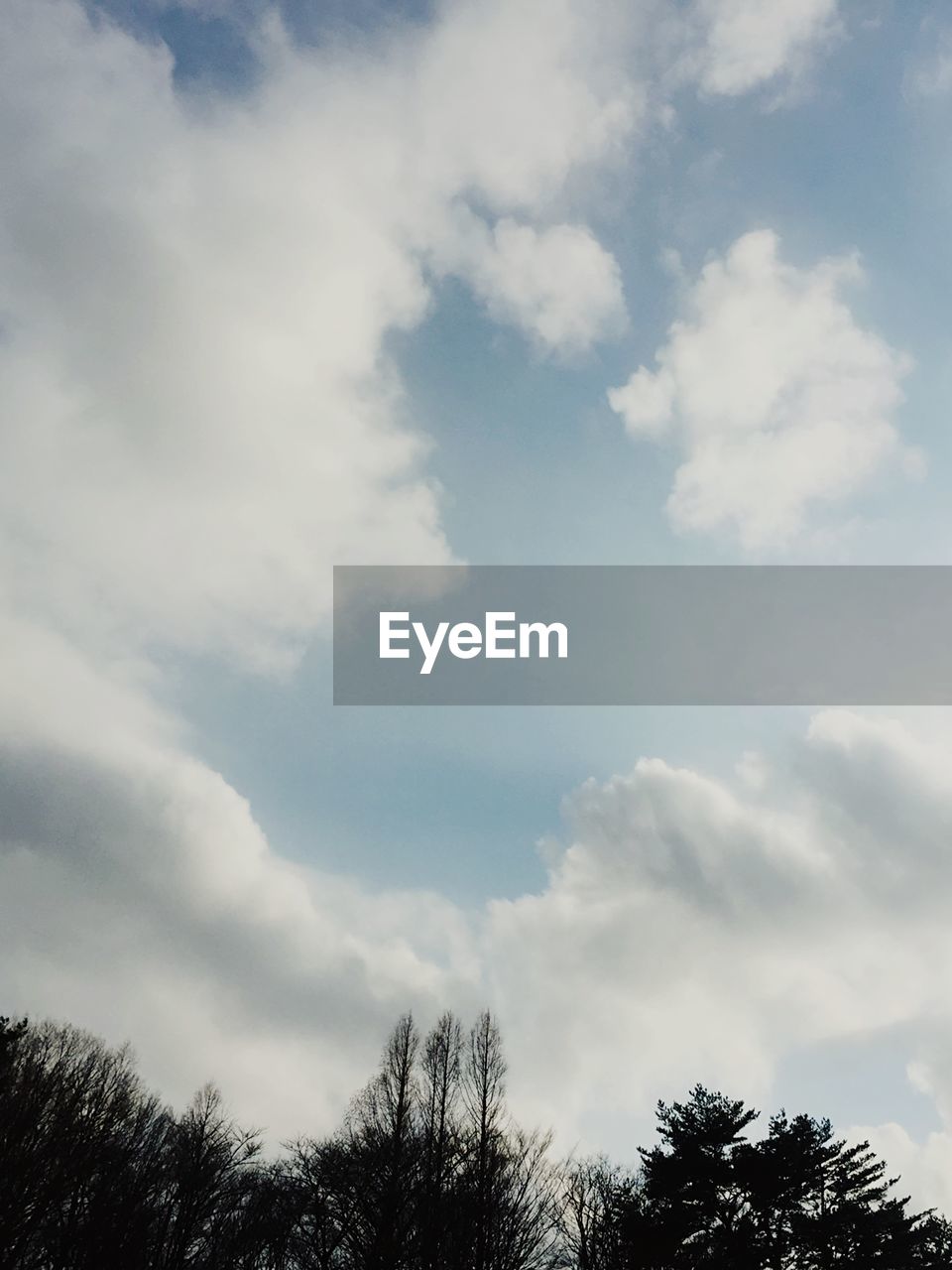 Silhouette of trees against cloudy sky