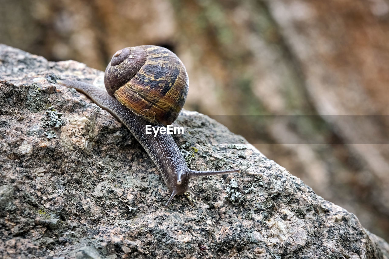 SNAIL ON ROCK