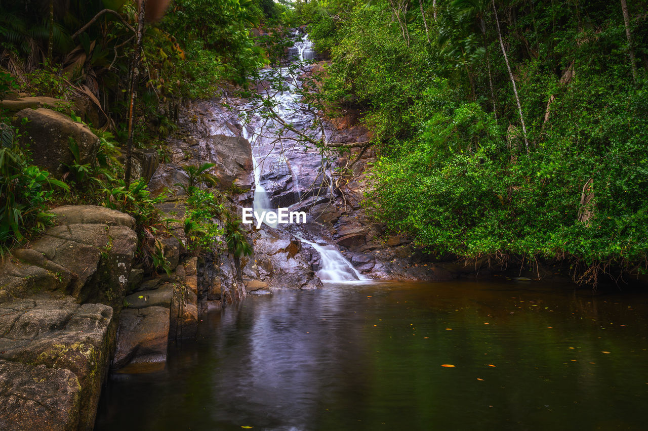 scenic view of river in forest