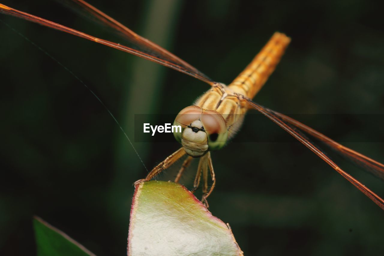 CLOSE-UP OF BUTTERFLY ON PLANT