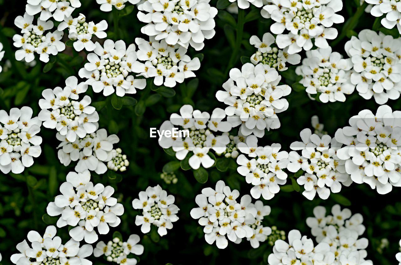 Close-up of white flowers