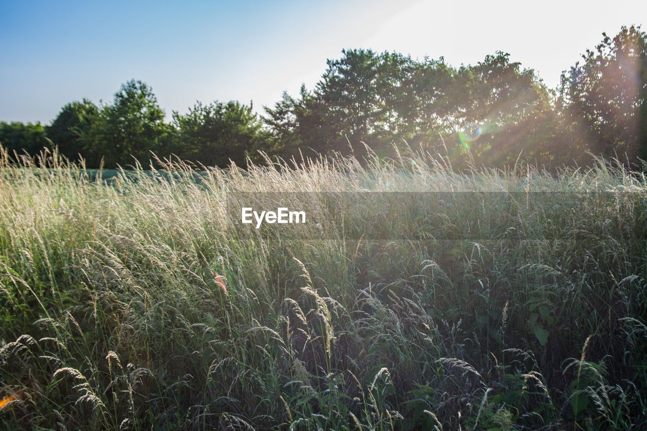 Scenic view of field against clear sky