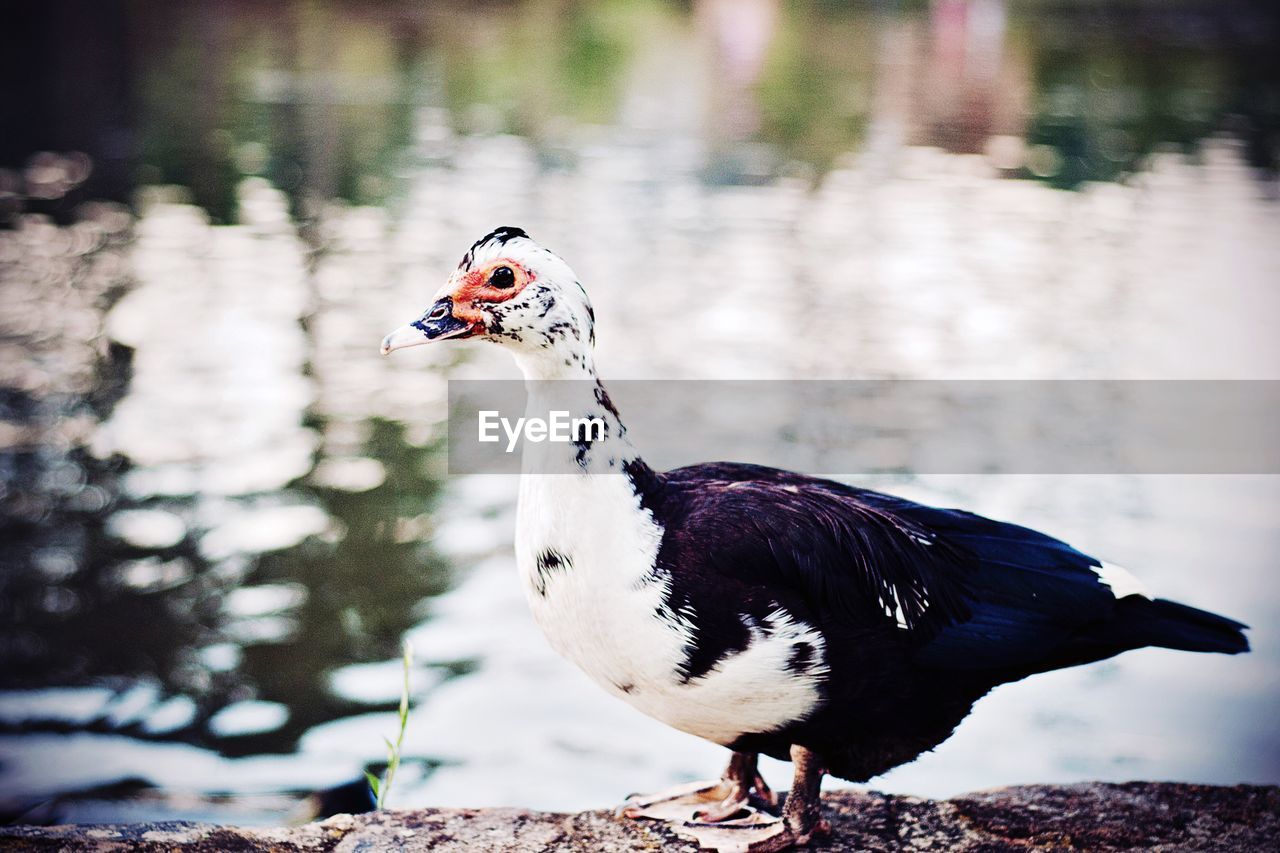 Close-up of duck at lakeshore