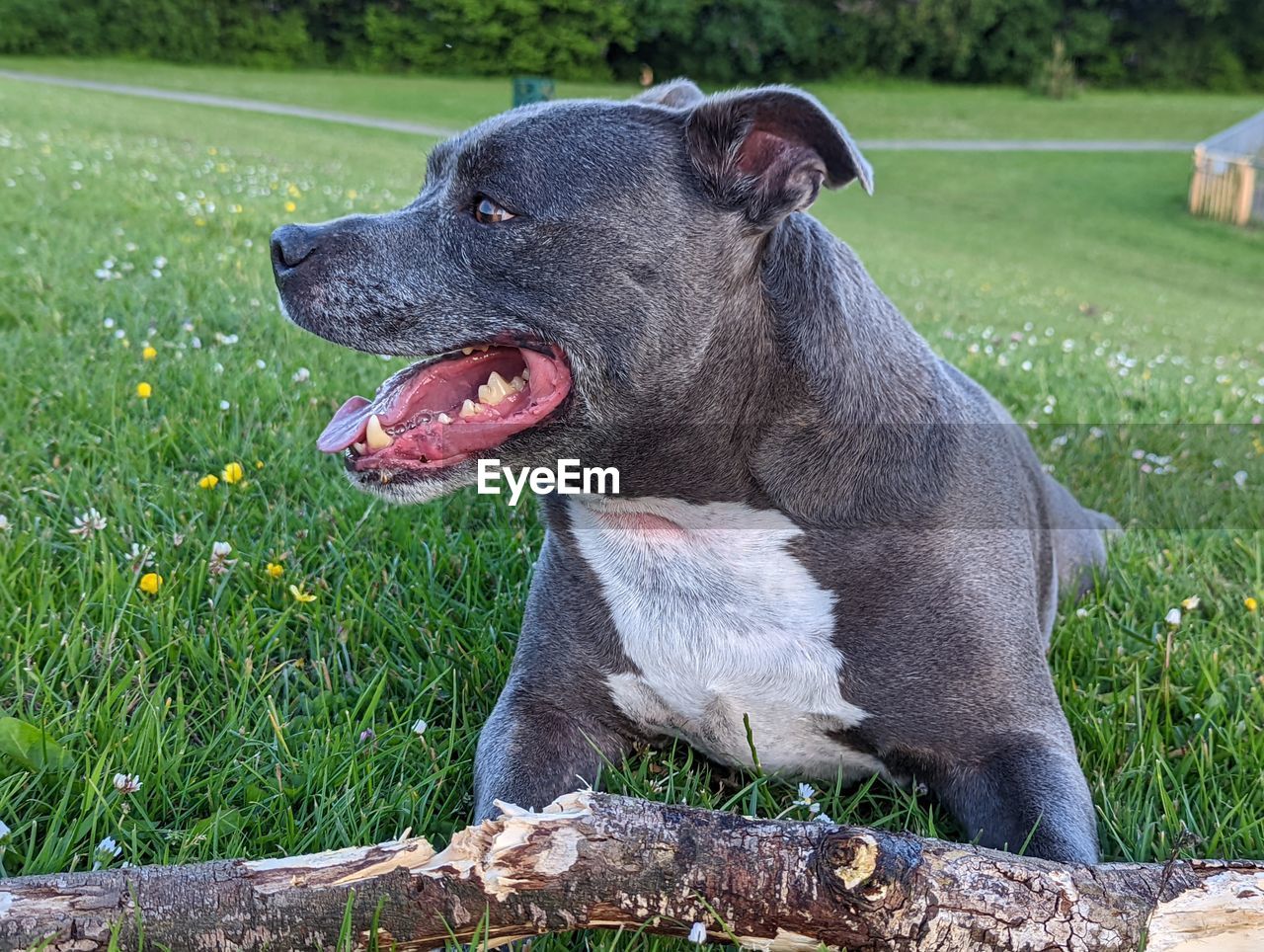 animal themes, dog, animal, pet, one animal, mammal, canine, domestic animals, grass, plant, facial expression, nature, terrier, no people, sticking out tongue, mouth open, day, field, carnivore, looking, looking away, outdoors, land, animal body part, animal mouth