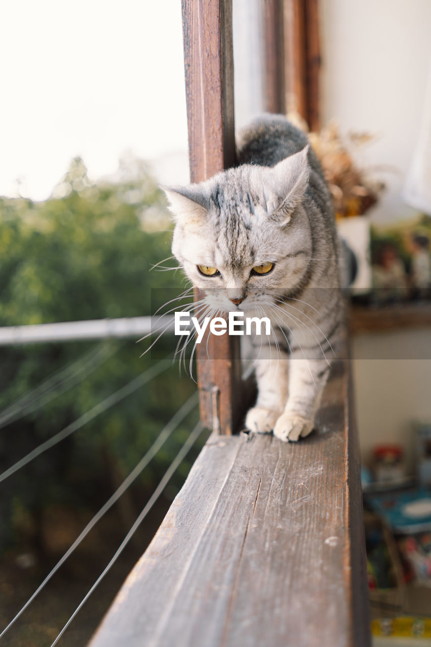 Portrait of a beautiful cat. cute cat portrait. happy pet.