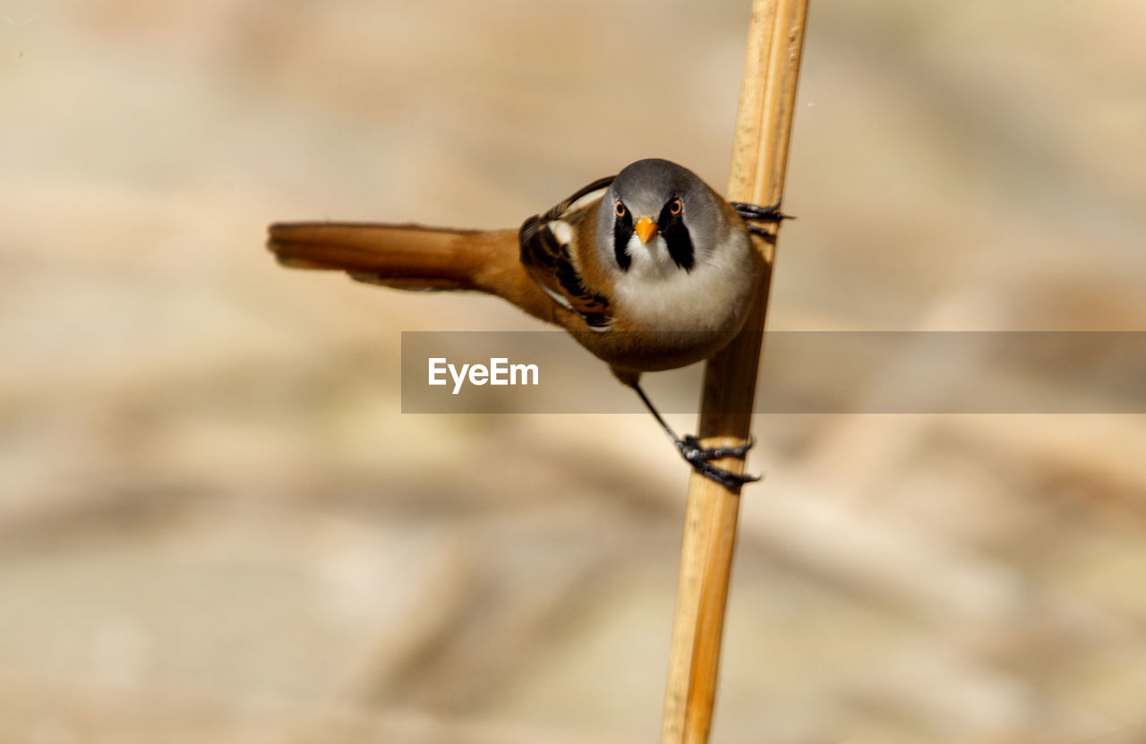 CLOSE-UP OF BIRD PERCHING ON A A FLOWER