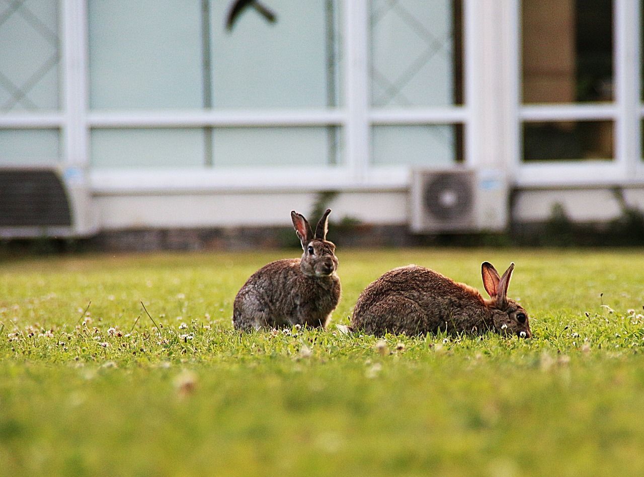 Rabbits grazing in field