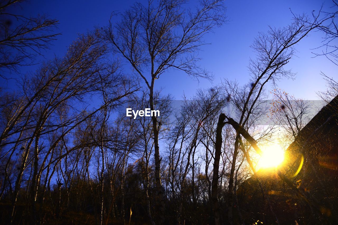 Low angle view of bare trees against blue sky