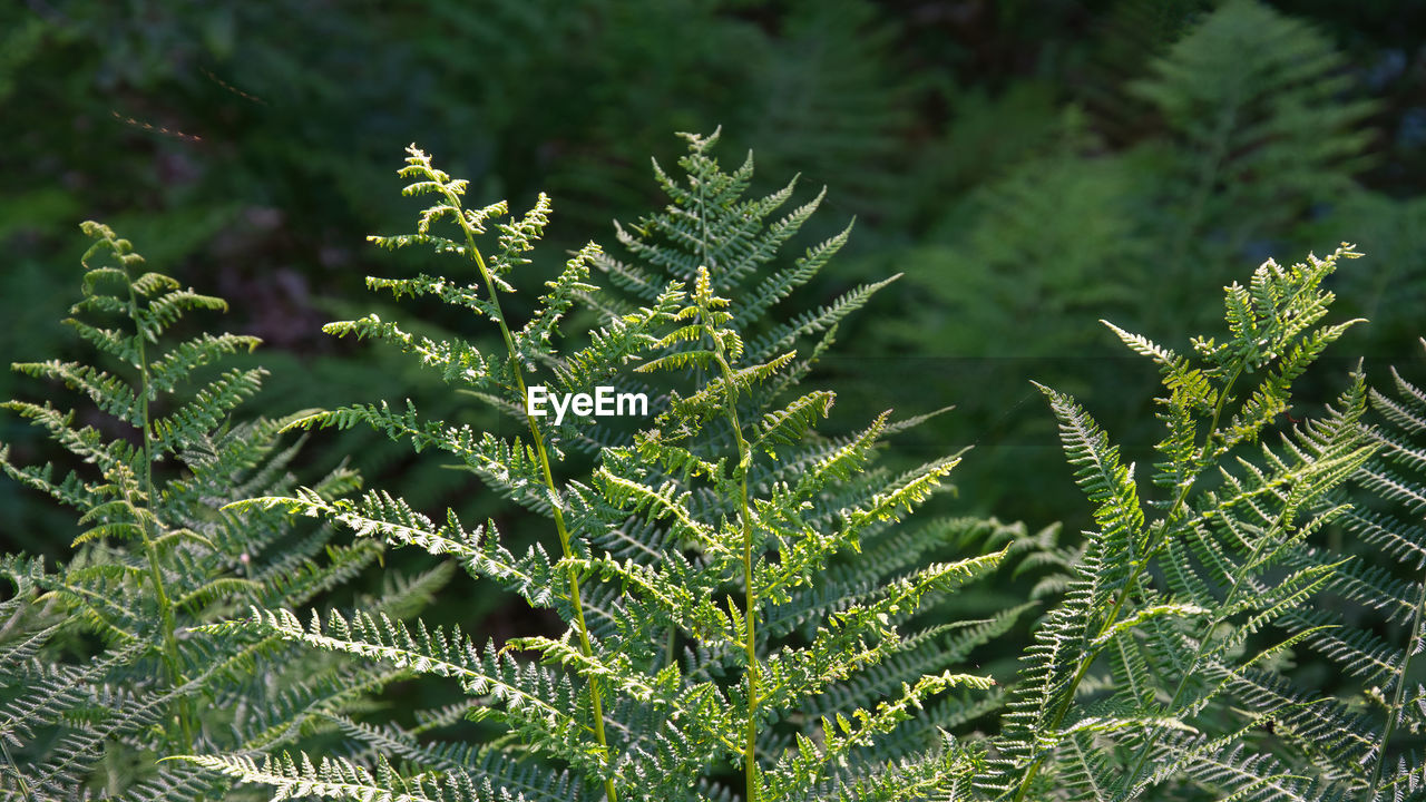 Fern leaves