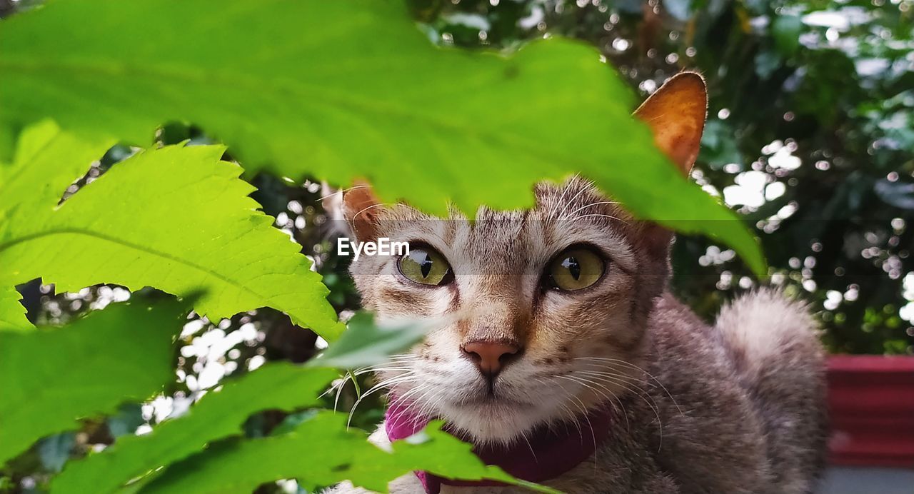 Close-up of my kitten, framing his face through leaves