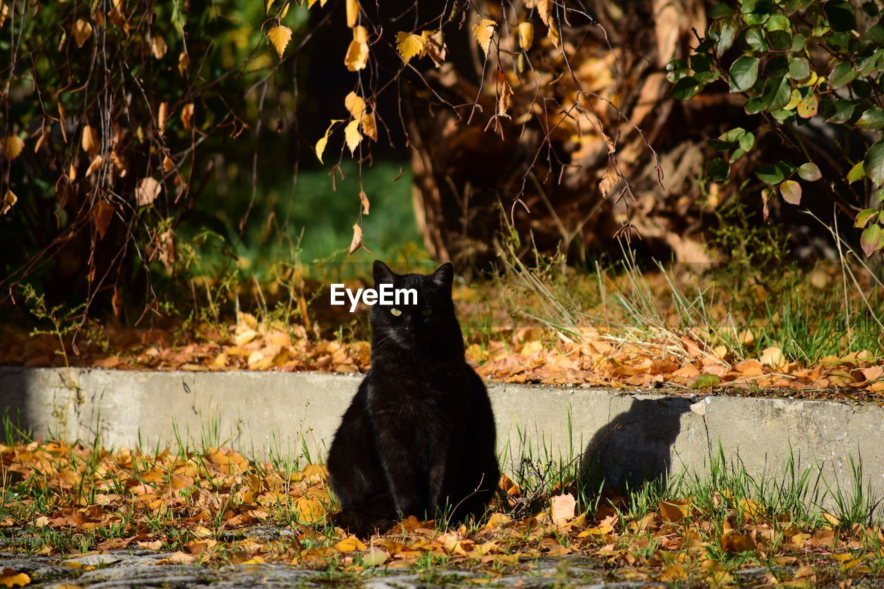 BLACK CAT SITTING IN A SUNLIGHT