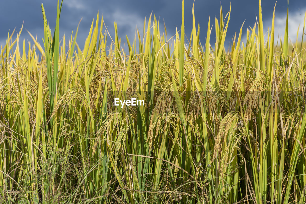 plant, field, agriculture, growth, crop, land, rural scene, landscape, cereal plant, nature, sky, farm, beauty in nature, food, green, prairie, grass, no people, environment, grassland, day, tranquility, outdoors, barley, cloud, scenics - nature, food and drink, wheat, meadow, summer, paddy field, close-up, corn, sunlight, triticale, tranquil scene