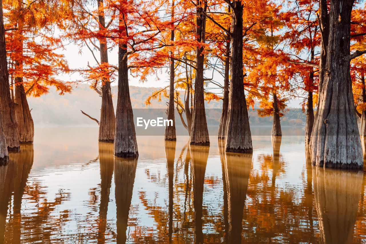 reflection of trees in lake