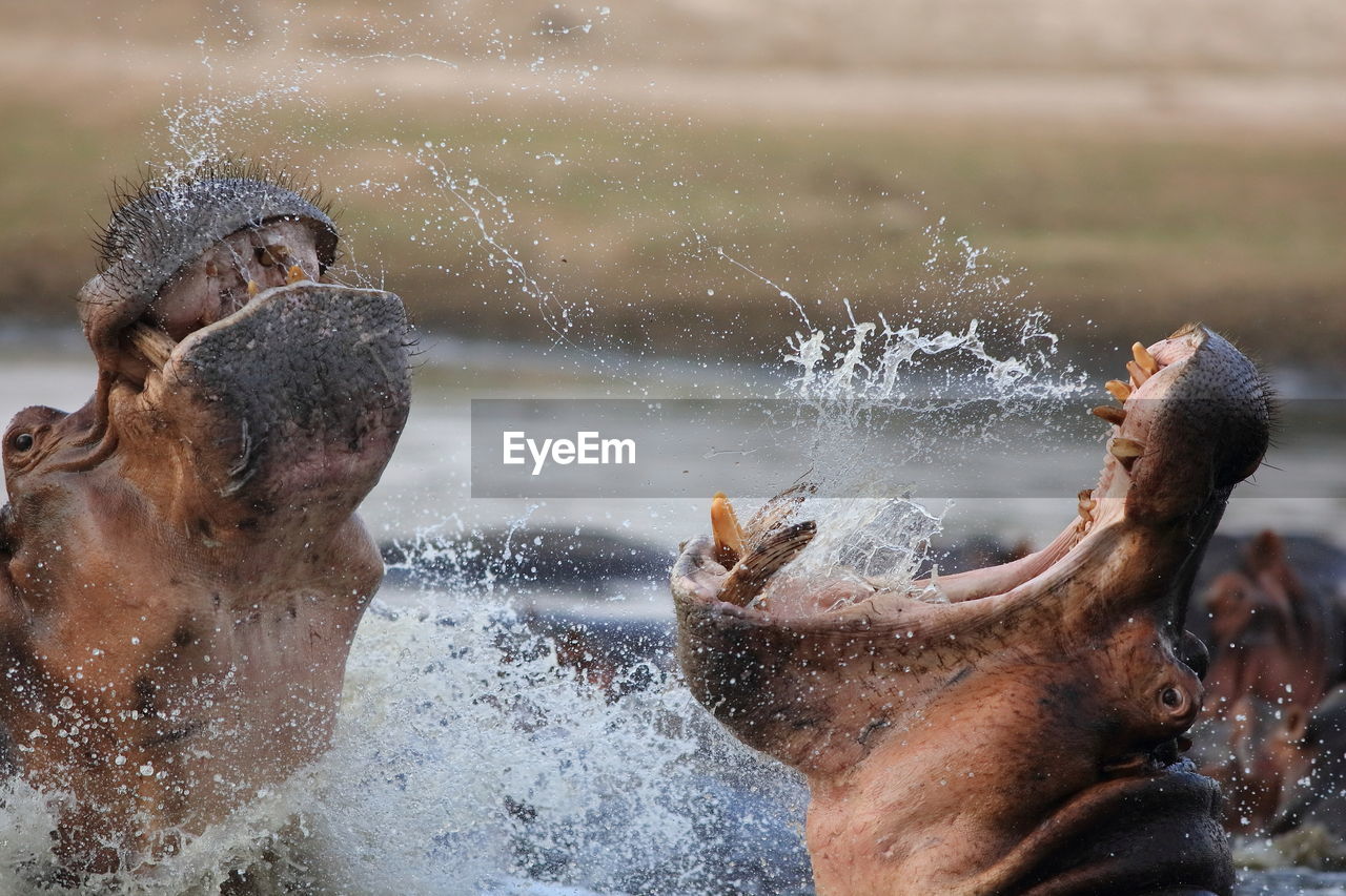 Close-up of hippopotamuses with mouth open in lake