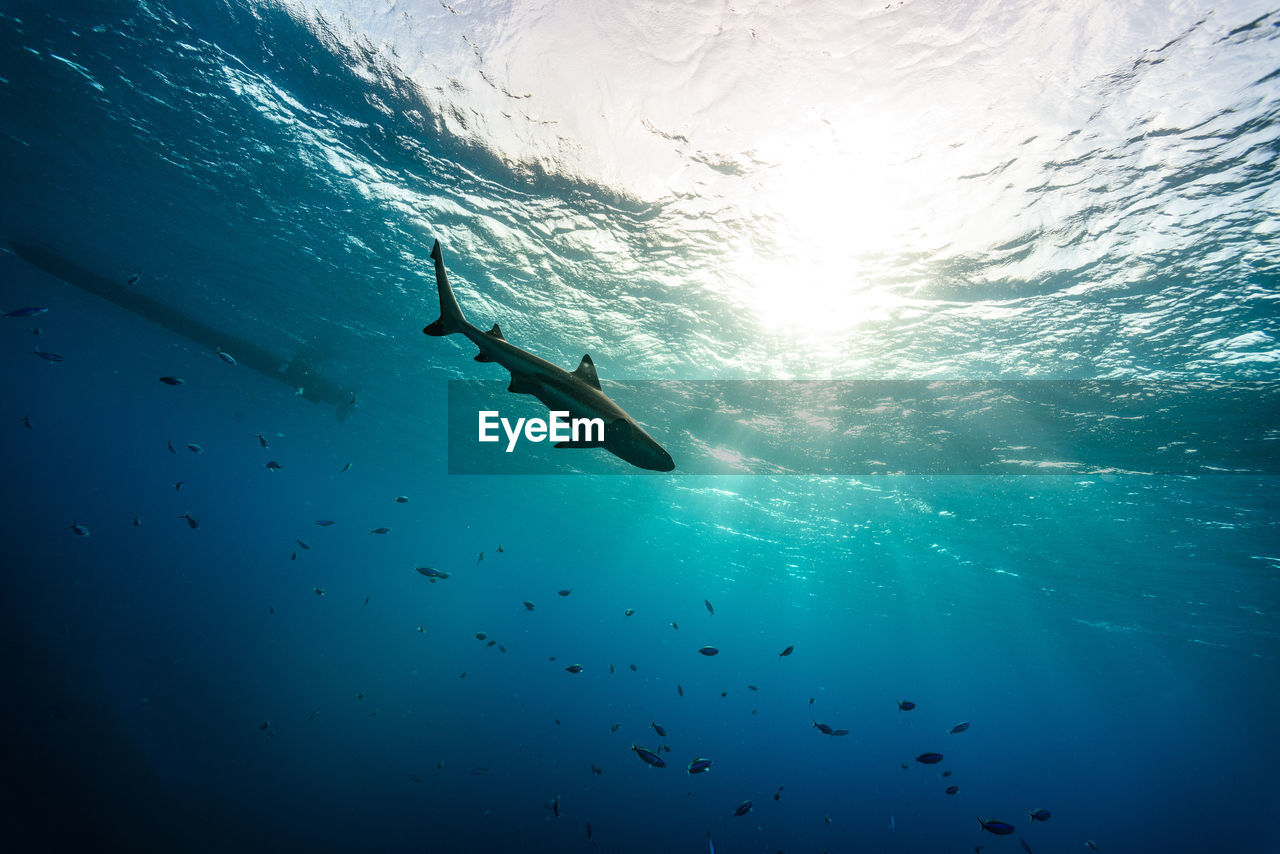 Low angle view of shark swimming in sea on sunny day