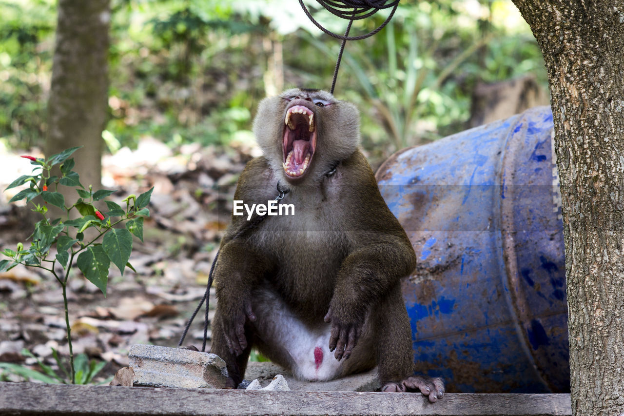 MONKEY SITTING ON THE GROUND