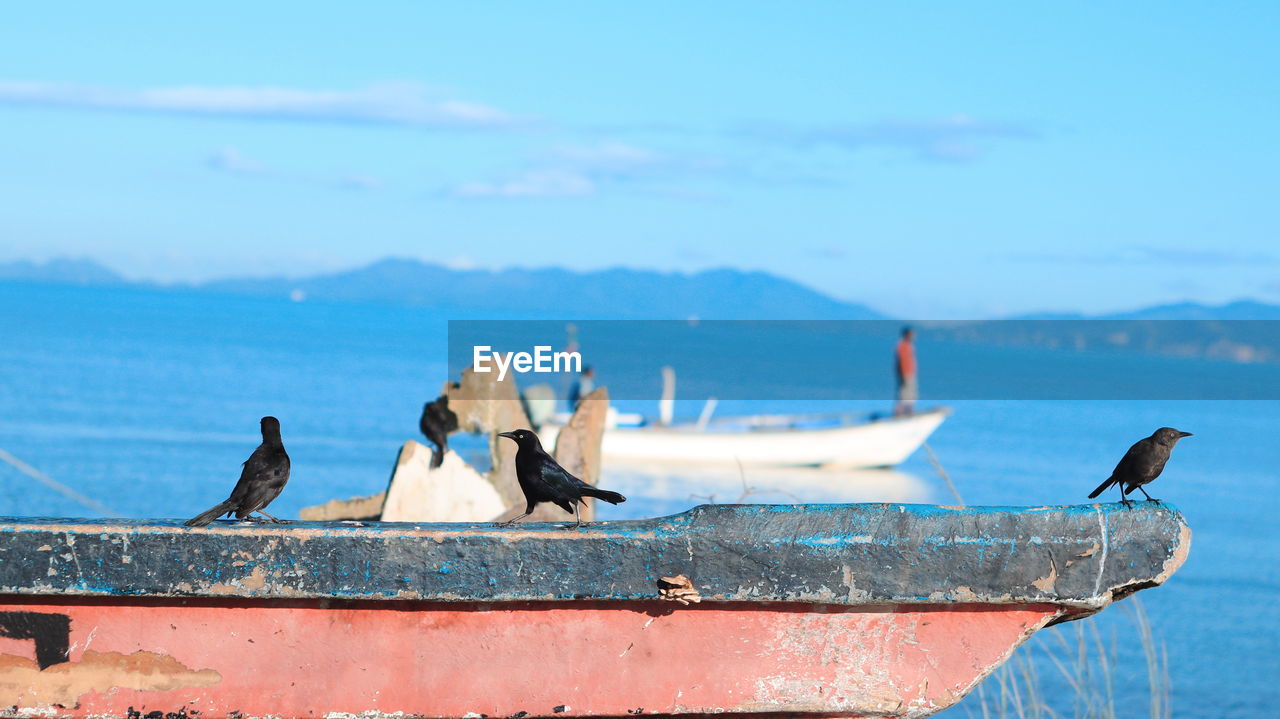 Birds perching on boat with man in background at sea