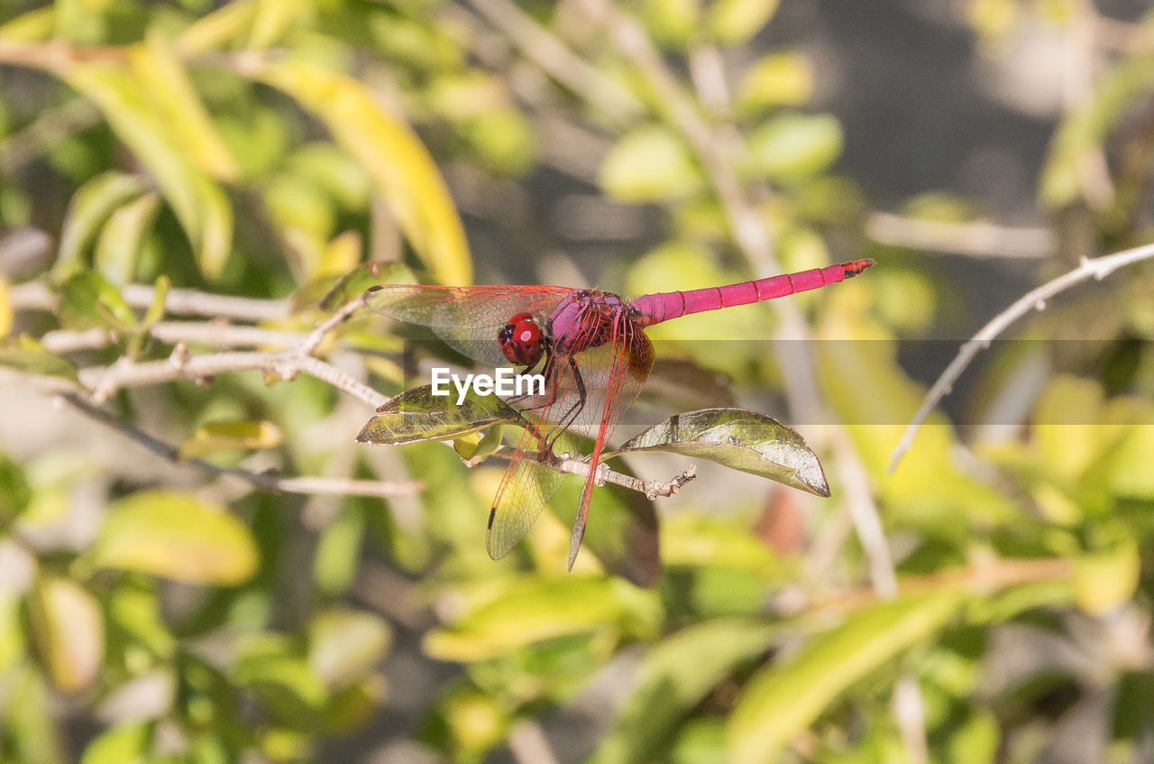 CLOSE-UP OF INSECT POLLINATING FLOWER