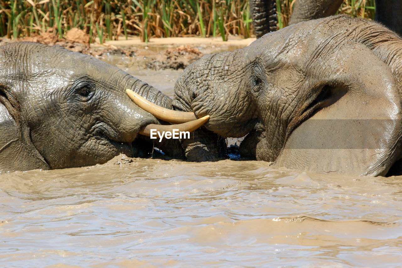close-up of elephant in lake