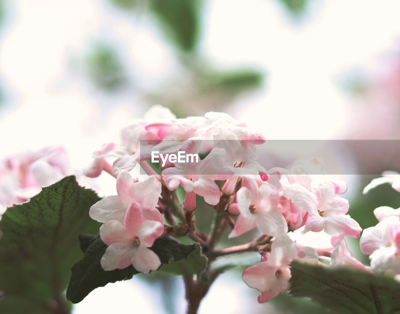 CLOSE-UP OF PINK CHERRY BLOSSOM PLANT