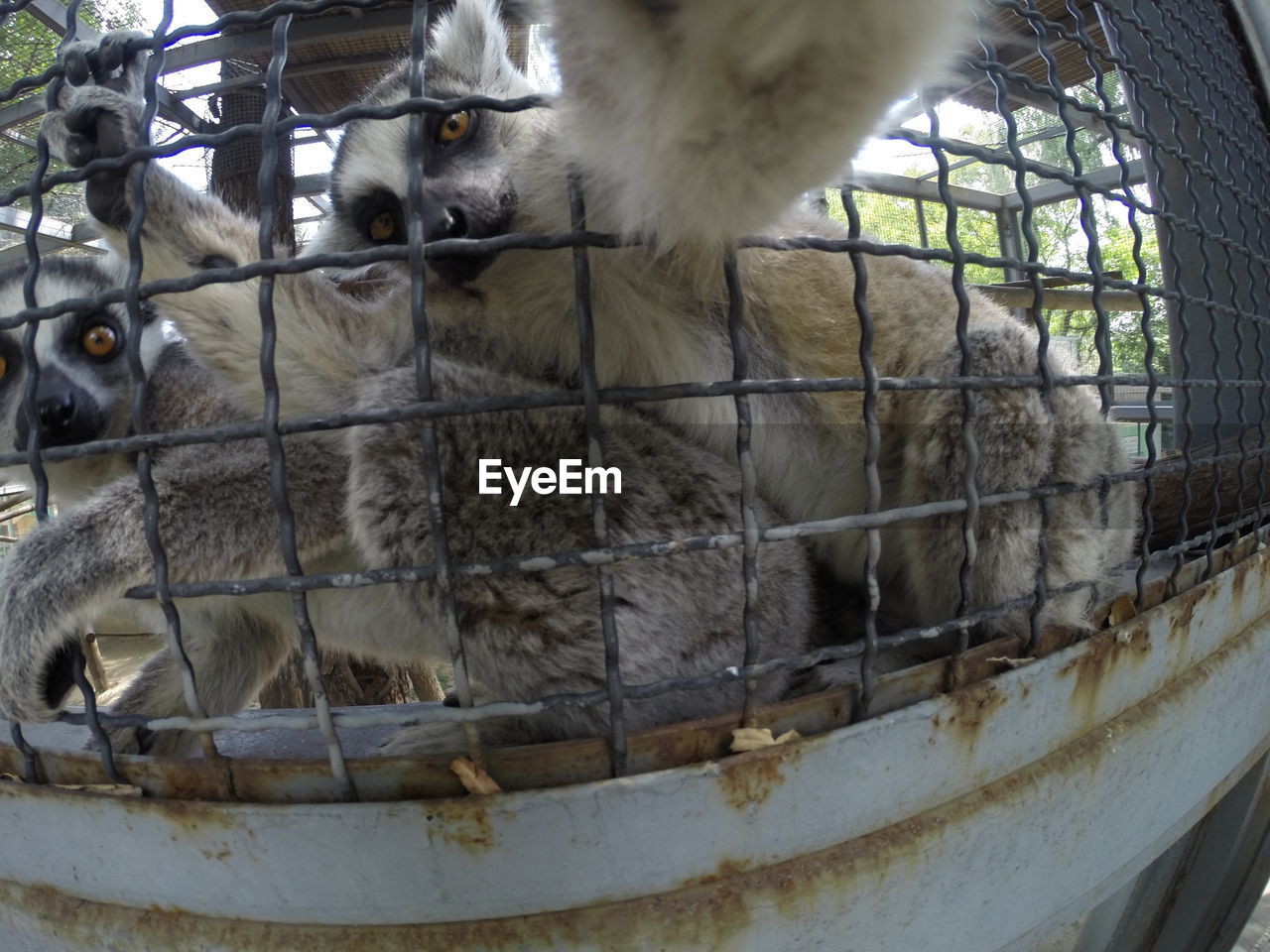 Close-up of lemurs in cage