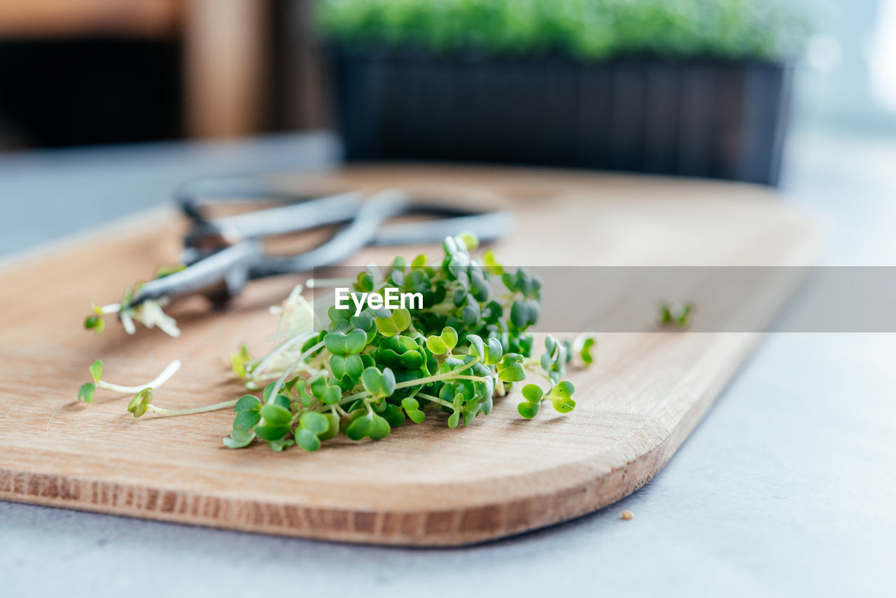 Freshly cut arugula microgreens sprouts on the chopping board in the kitchen, healthy food trends