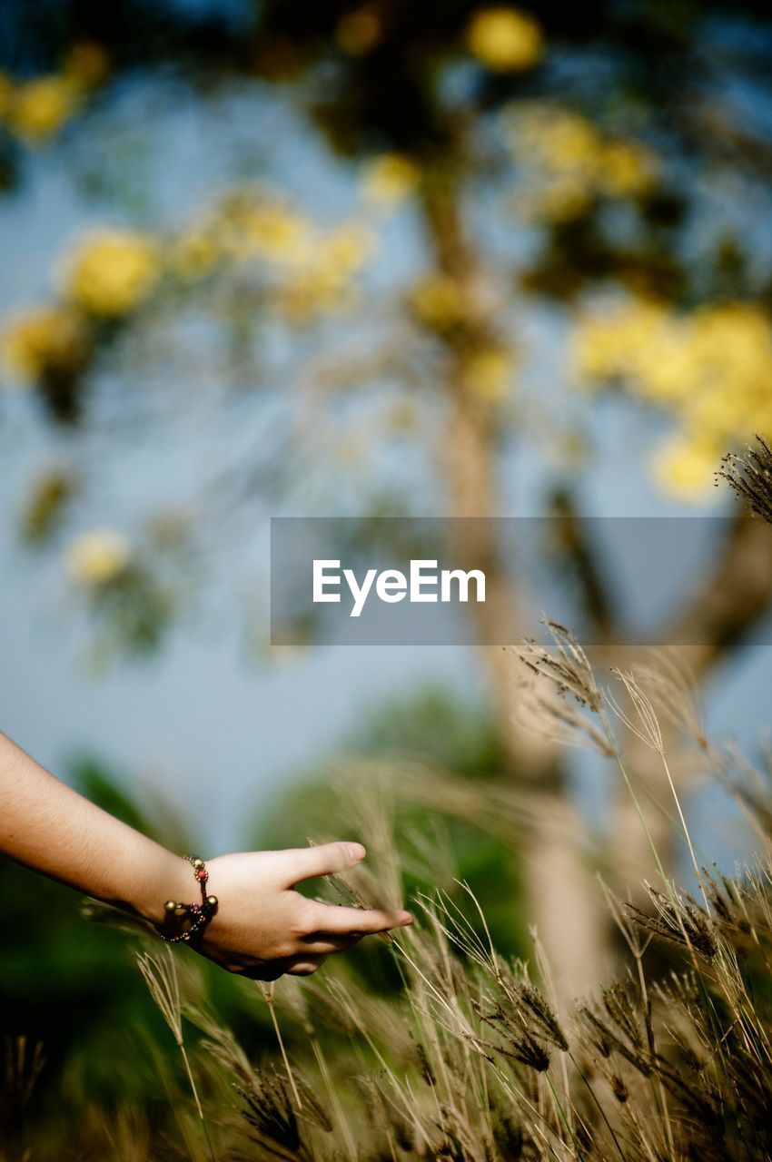 Cropped hand of woman touching stalks growing on field