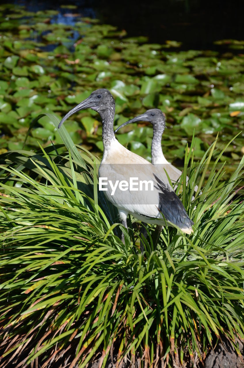 MALLARD DUCK ON GREEN LEAVES