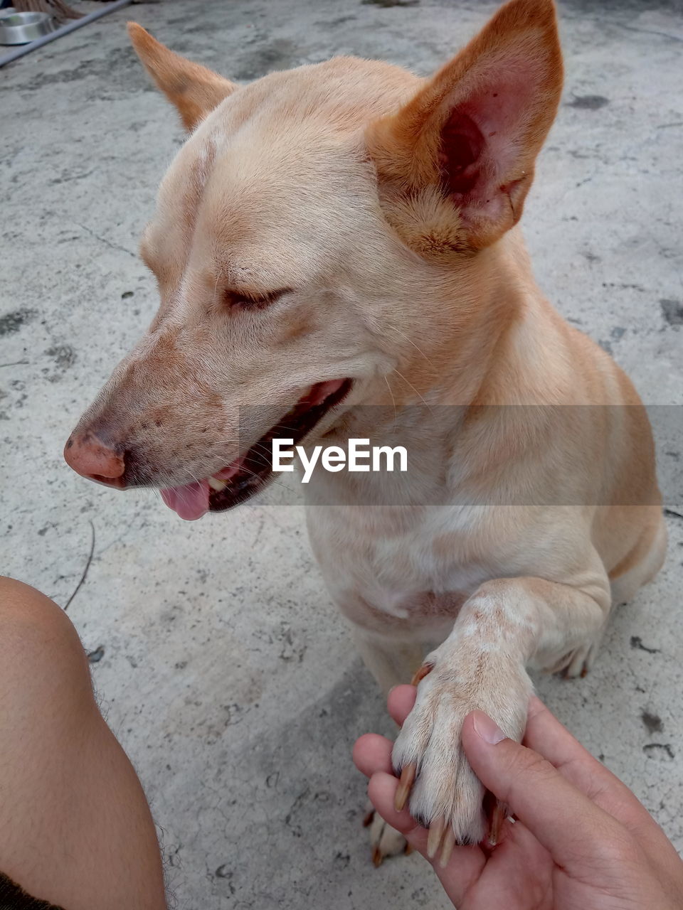 CLOSE-UP OF HAND HOLDING DOG WITH MOUTH