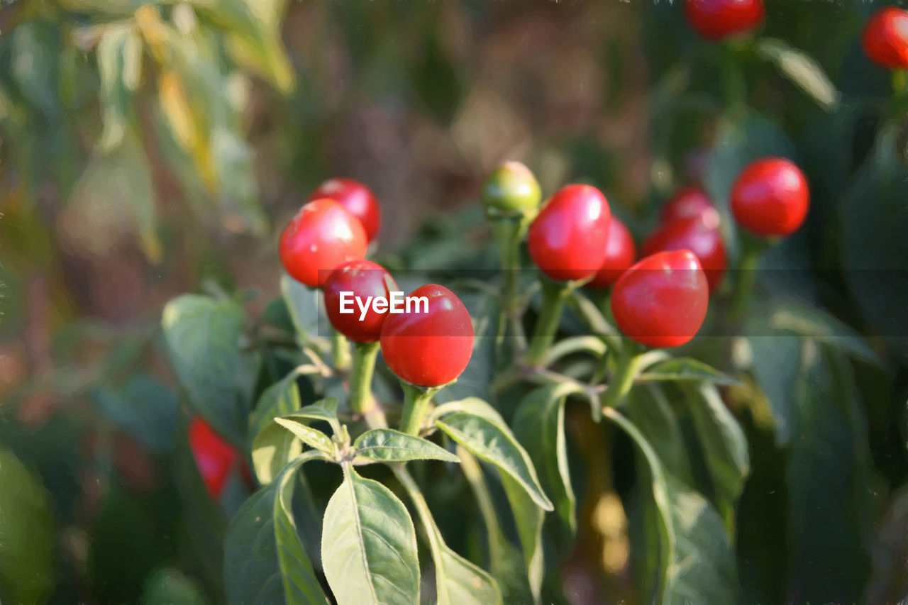 Close-up of red berries growing on plant