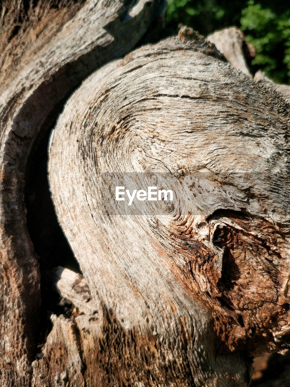 CLOSE-UP OF TREE BARK