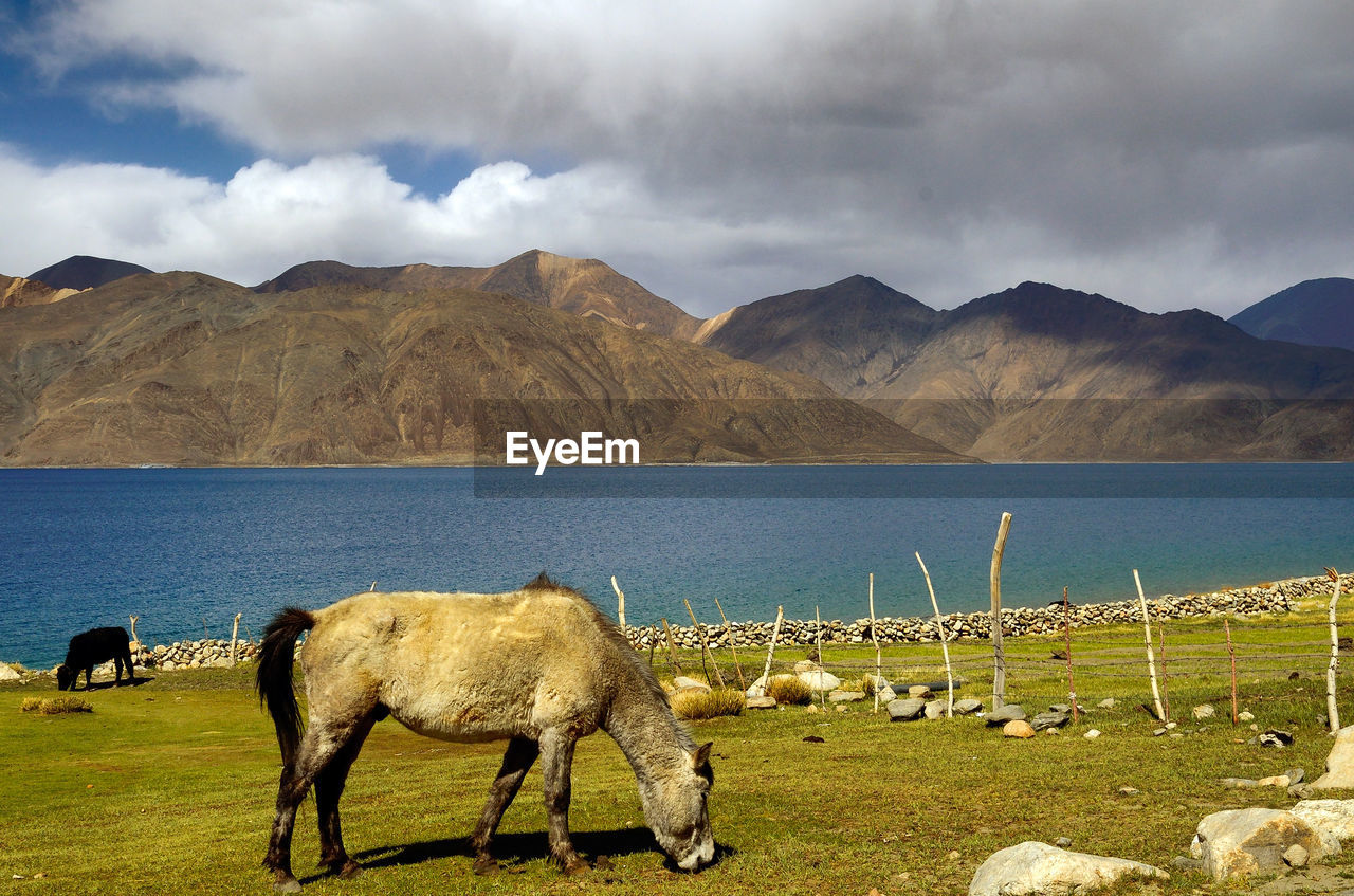 SHEEP GRAZING ON FIELD AGAINST SKY