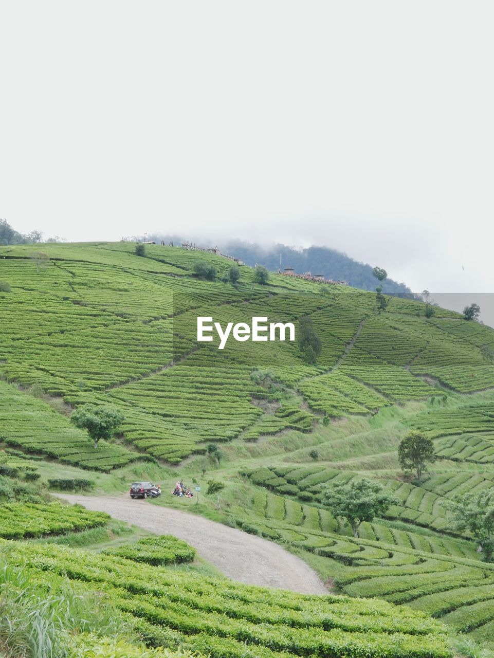 Beautiful tea plantation landscape, pangalengan, bandung