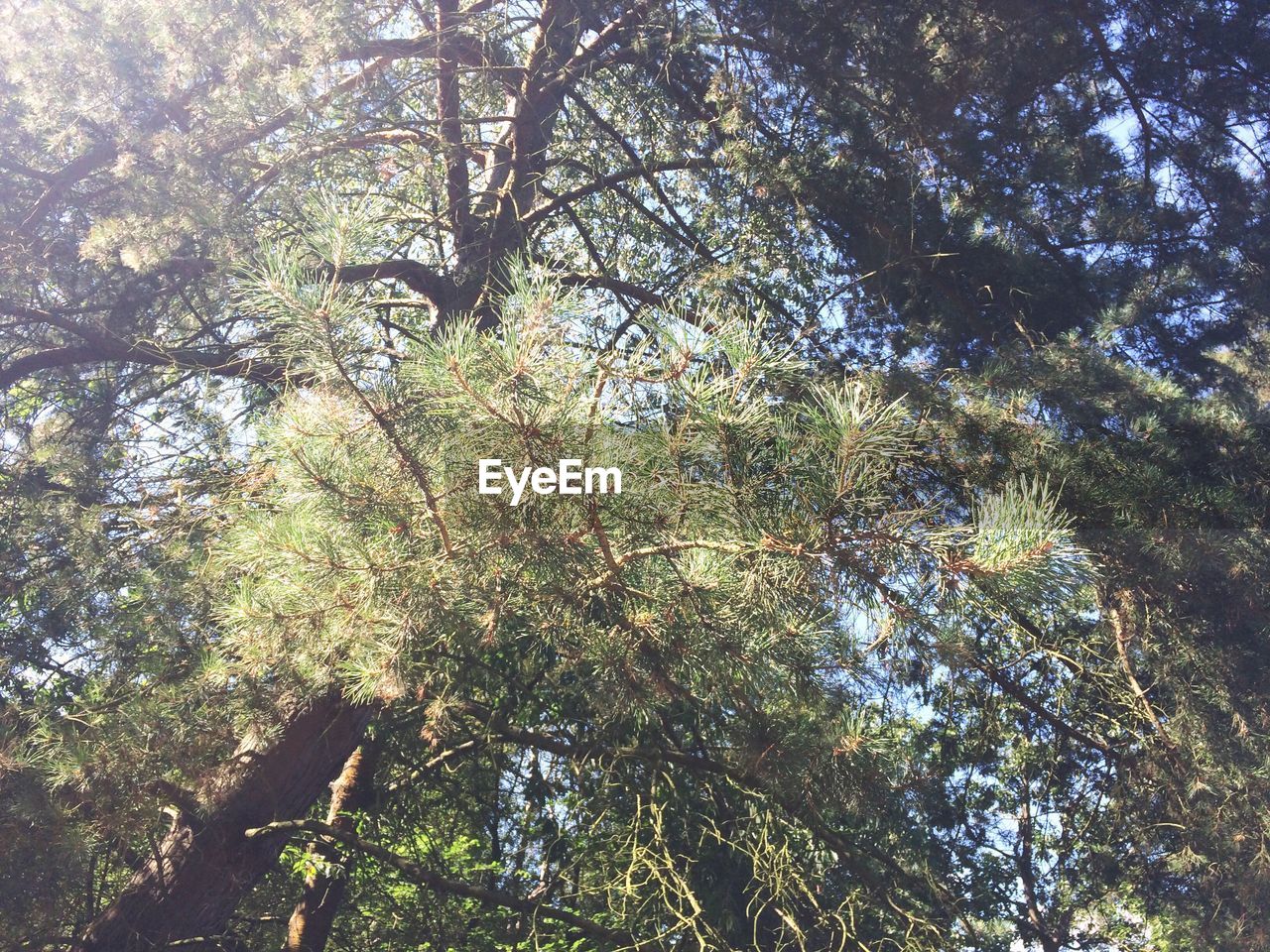 LOW ANGLE VIEW OF TREES AGAINST SKY