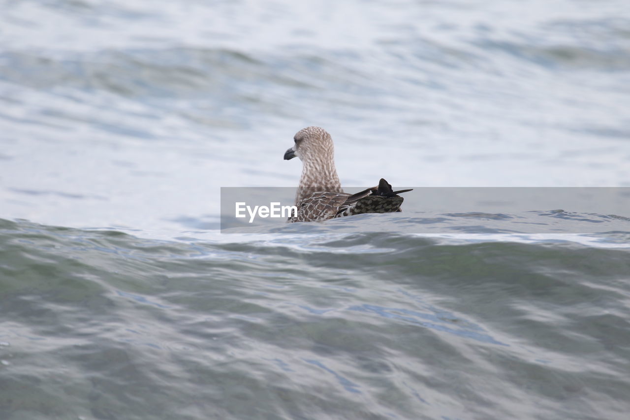 Bird swimming in water