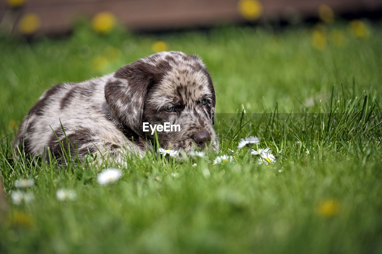 DOG LOOKING AWAY ON GRASS