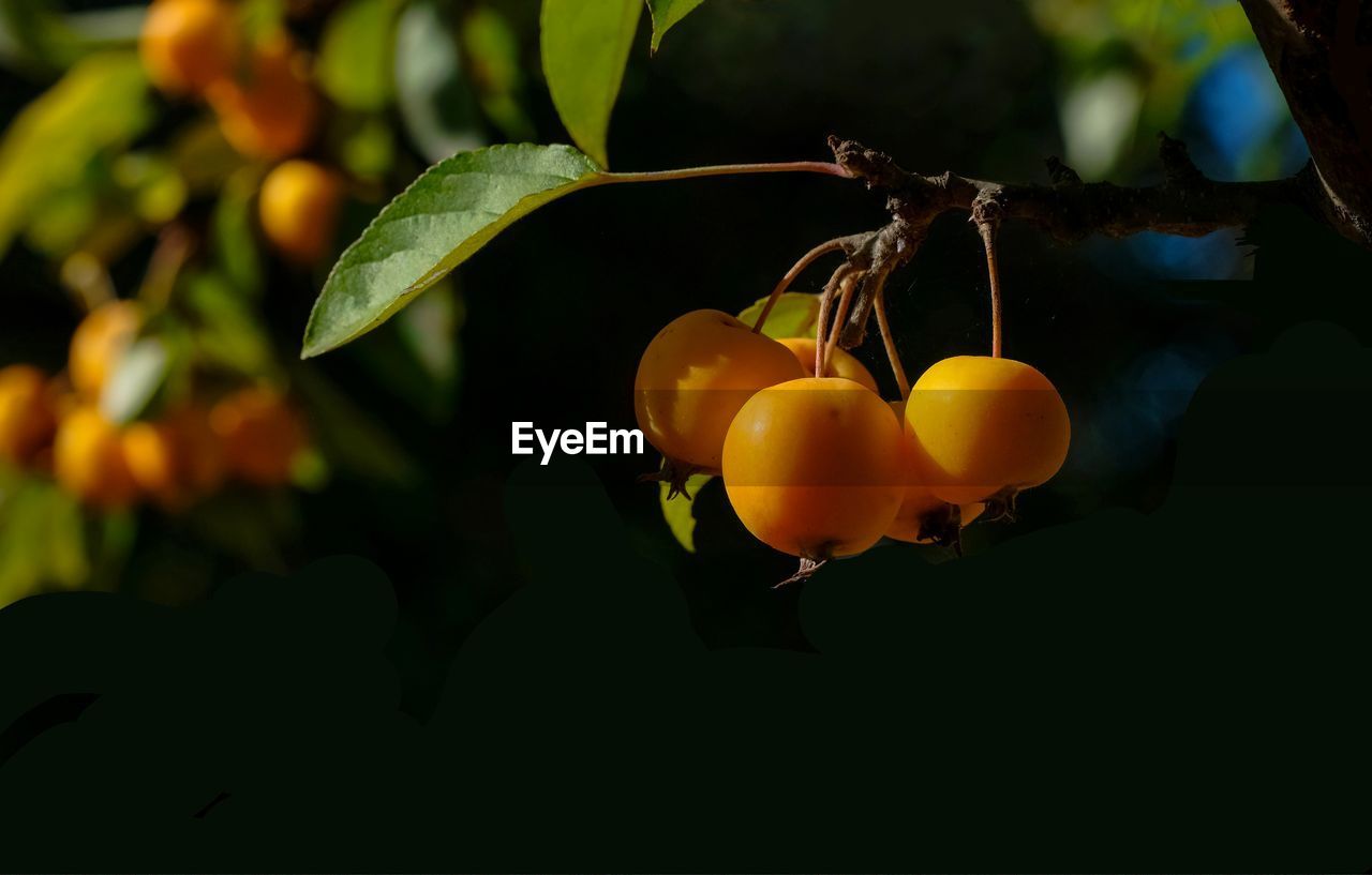 Close-up of orange fruits on tree