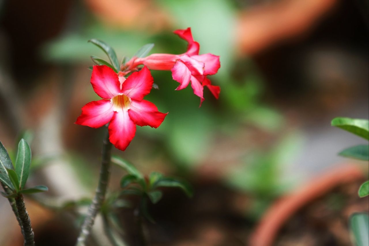 CLOSE-UP OF PINK FLOWERS BLOOMING