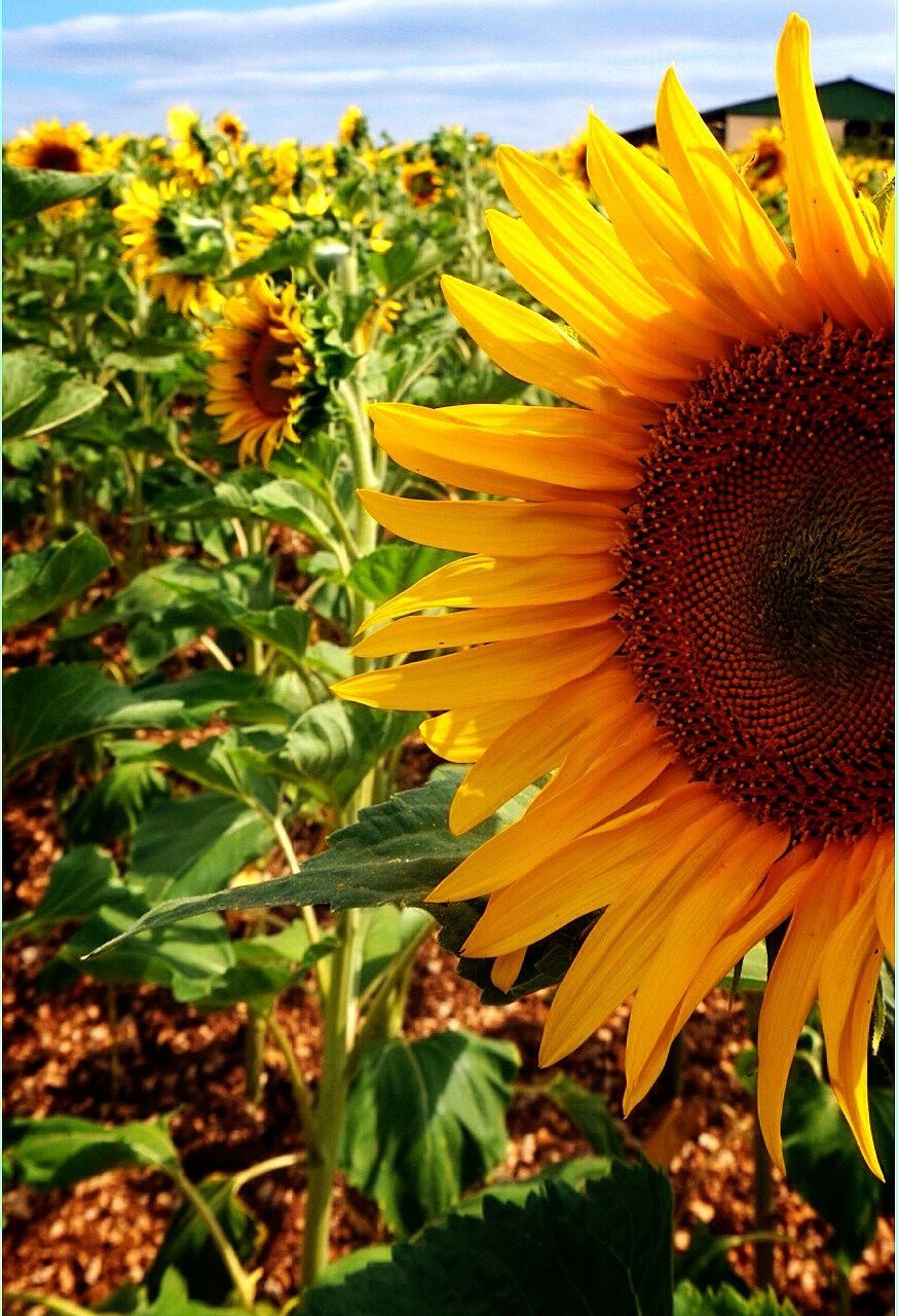 Close-up of sunflowers blooming in sunlight