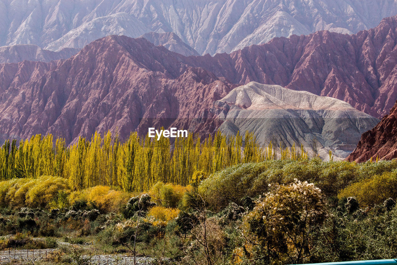 PLANTS GROWING ON LAND AGAINST MOUNTAIN