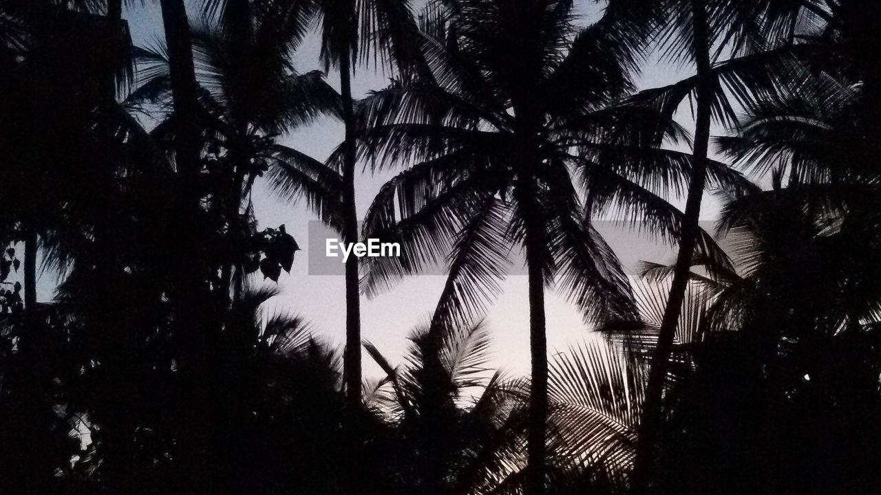 LOW ANGLE VIEW OF TREES AGAINST SKY AT SUNSET