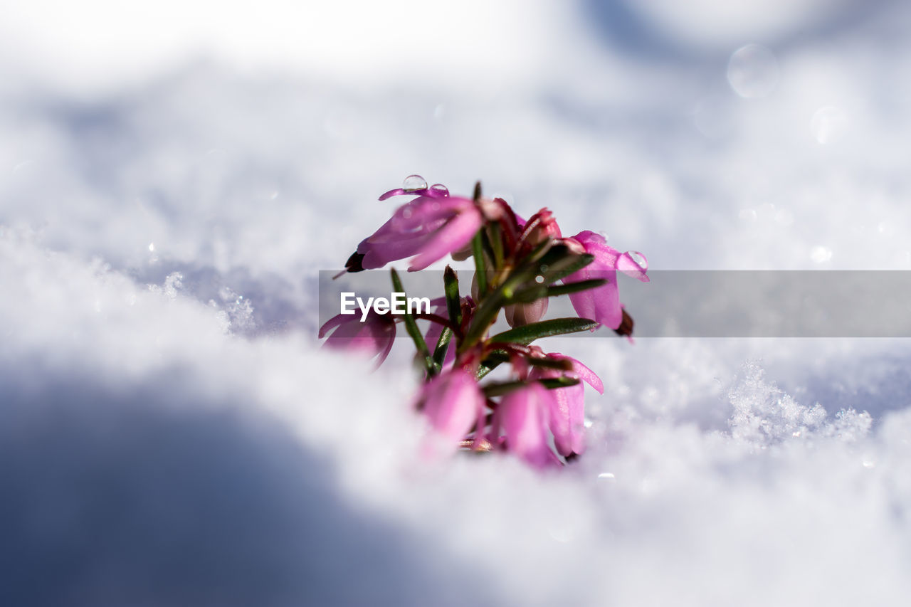 Close-up of pink flower against sky