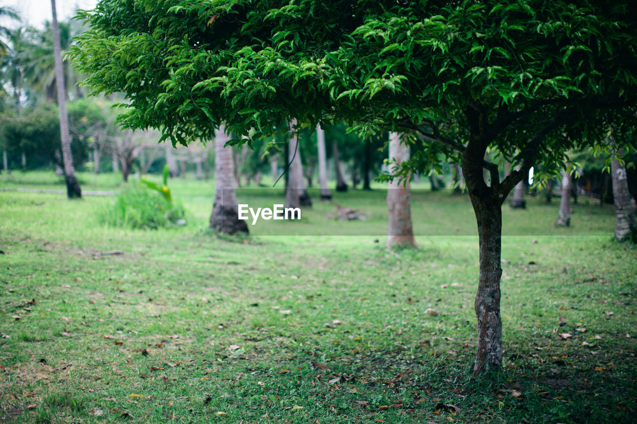 Trees on field