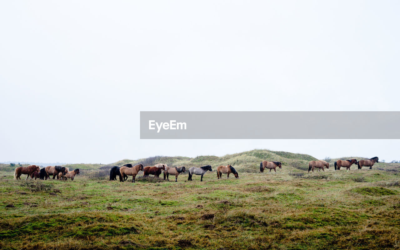 Horses grazing on field against clear sky