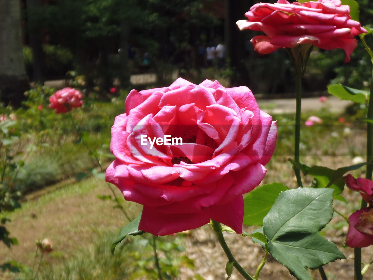 CLOSE-UP OF ROSES BLOOMING