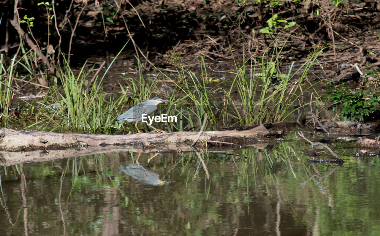 GRAY HERON PERCHING ON GRASS IN LAKE