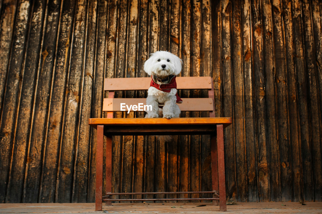 Portrait of a white dog. portrait of a fluffy maltese mix on a bench on a wooden background.