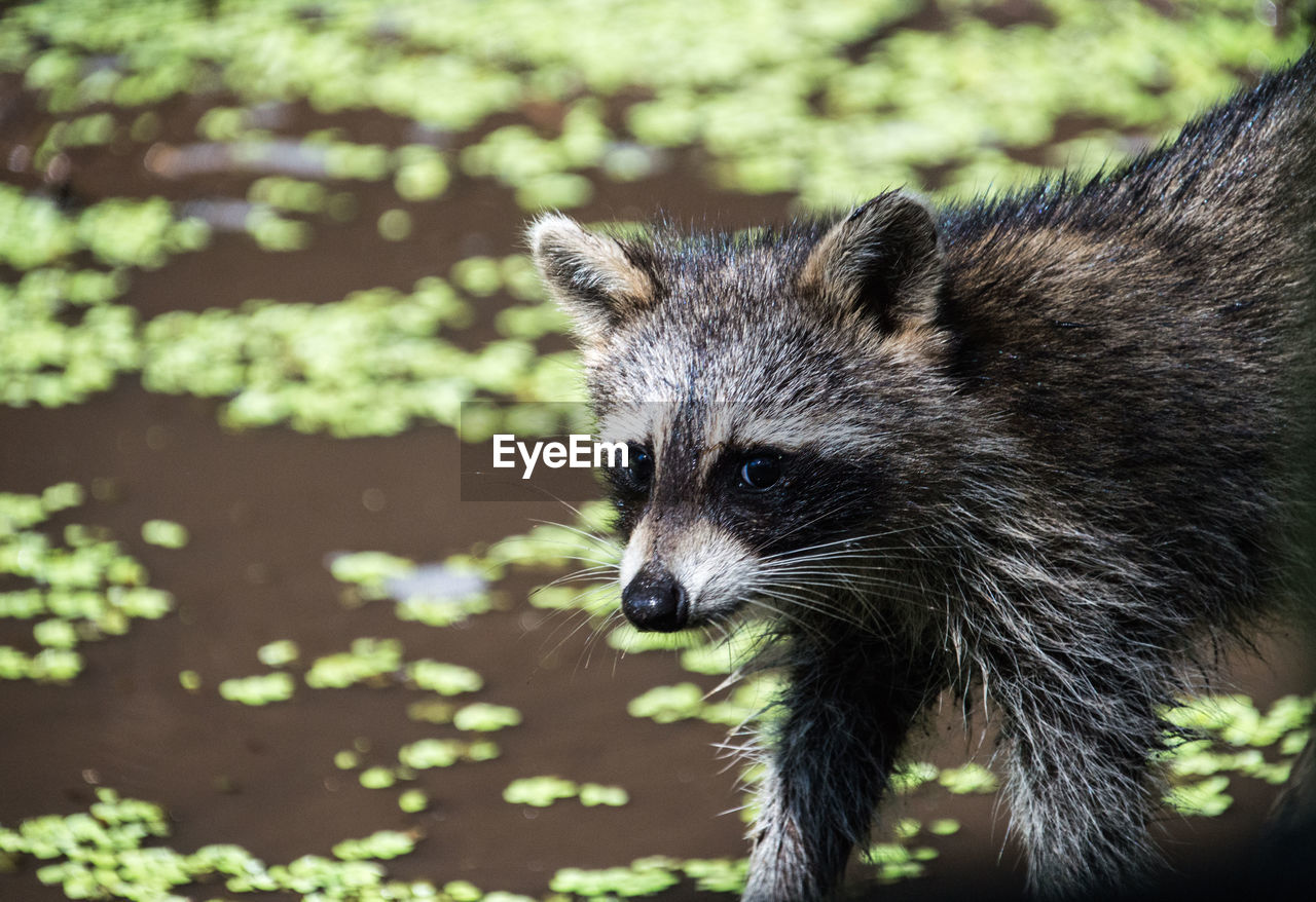 Racoon looking at the camera

